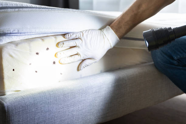 Best Flea Control Services  in Parker, SC